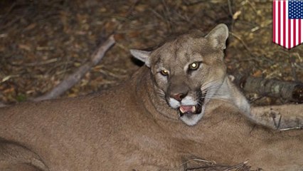 Rancher gets permit to shoot mountain lion that killed 12 farm animals for fun