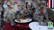 Festival jamuan makan gratis untuk monyet di Thailand - Tomonews