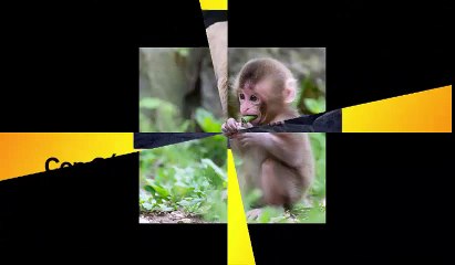 cách phát âm một số con vật