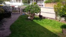 Angry rabbit chases dog around garden