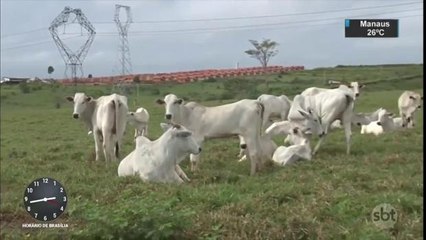 Setor agropecuário é atingido pela recessão econômica