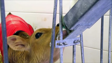 Cow Videos for Children, More Cows for Kids
