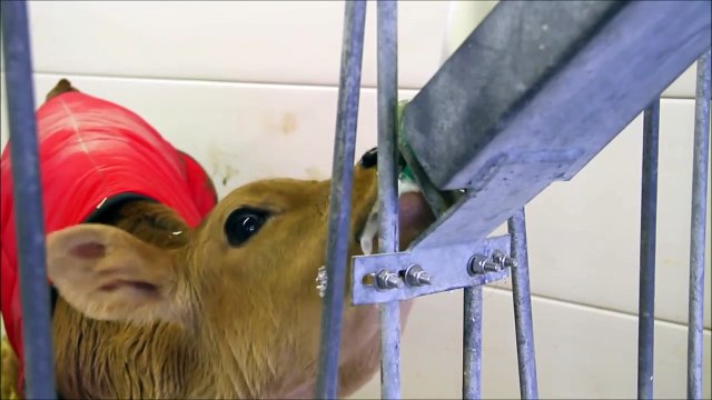 Cow Videos for Children, More Cows for Kids