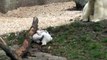 Die süßen Eisbär-Babys von Hellabrunn beim Spielen