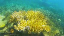 Australia ‘falls short’ in protecting coral reefs