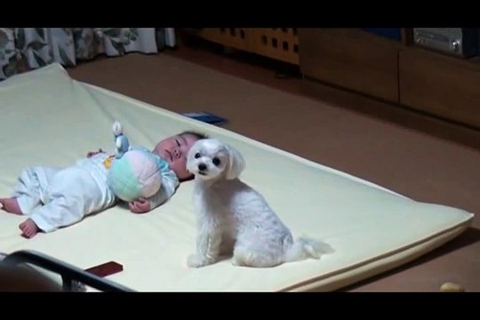 Bebeğin Ağlaması Köpeği etkiliyor