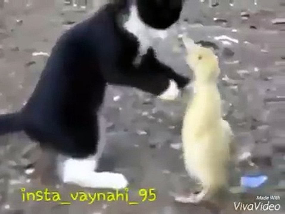 kedi civciv dalaşı süper Dailymotion Video