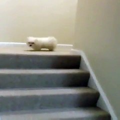 Eu sou aestrela desse video