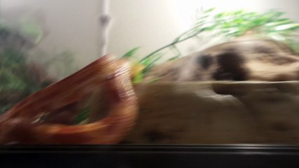 Feeding My Reptile [2]