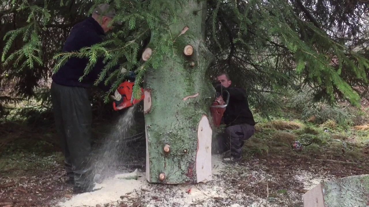 Le sapin de Noël du palais royal a été coupé à Elsenborn, dans les Hautes Fagnes.
