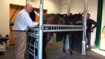 En coulisses avec les vétérinaires qui soignent les chevaux de course