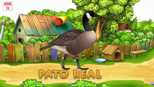 sonidos de animales para bebes estimulacion temprana | 4D p3 |aprende ingles para niños HD