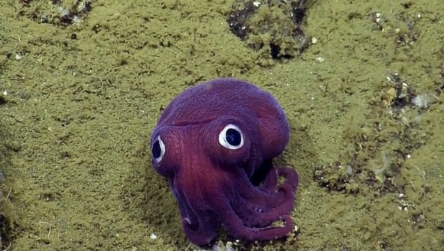 Une équipe de scientifiques découvre une petite bête sous-marine impressionnante !