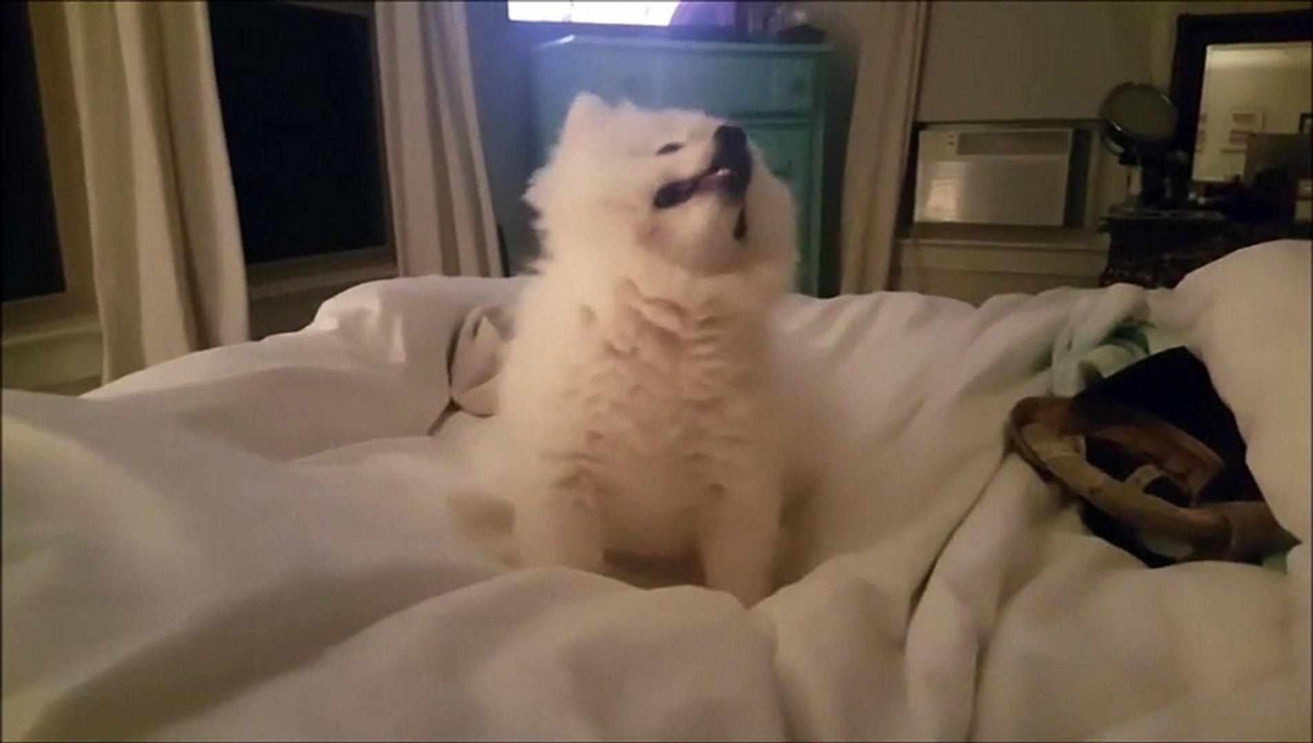 Ce Petit Chien Eternue Et C Est Trop Chou Video Dailymotion