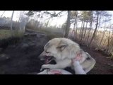 Giant Wolfdog Thinks It's a Tiny Lapdog