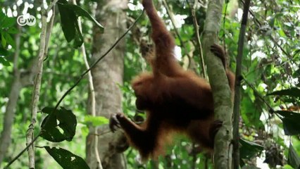 Rettung für den Orang-Utan | Projekt Zukunft