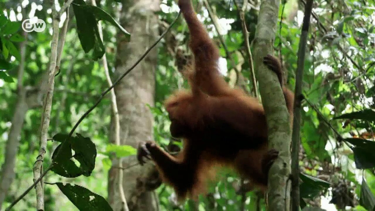 Rettung für den Orang-Utan | Projekt Zukunft