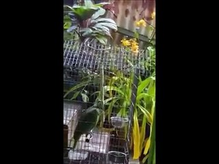 Aux Philippines, un perroquet reprend Chandelier de Sia