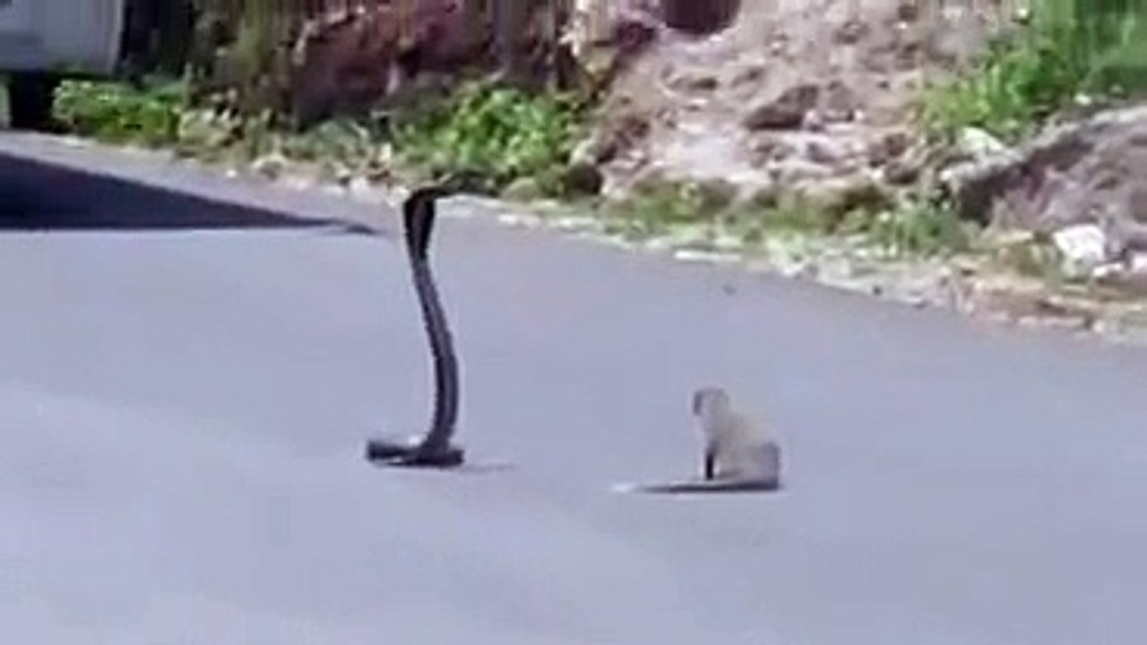 MANGOUSTE CONTRE COBRA