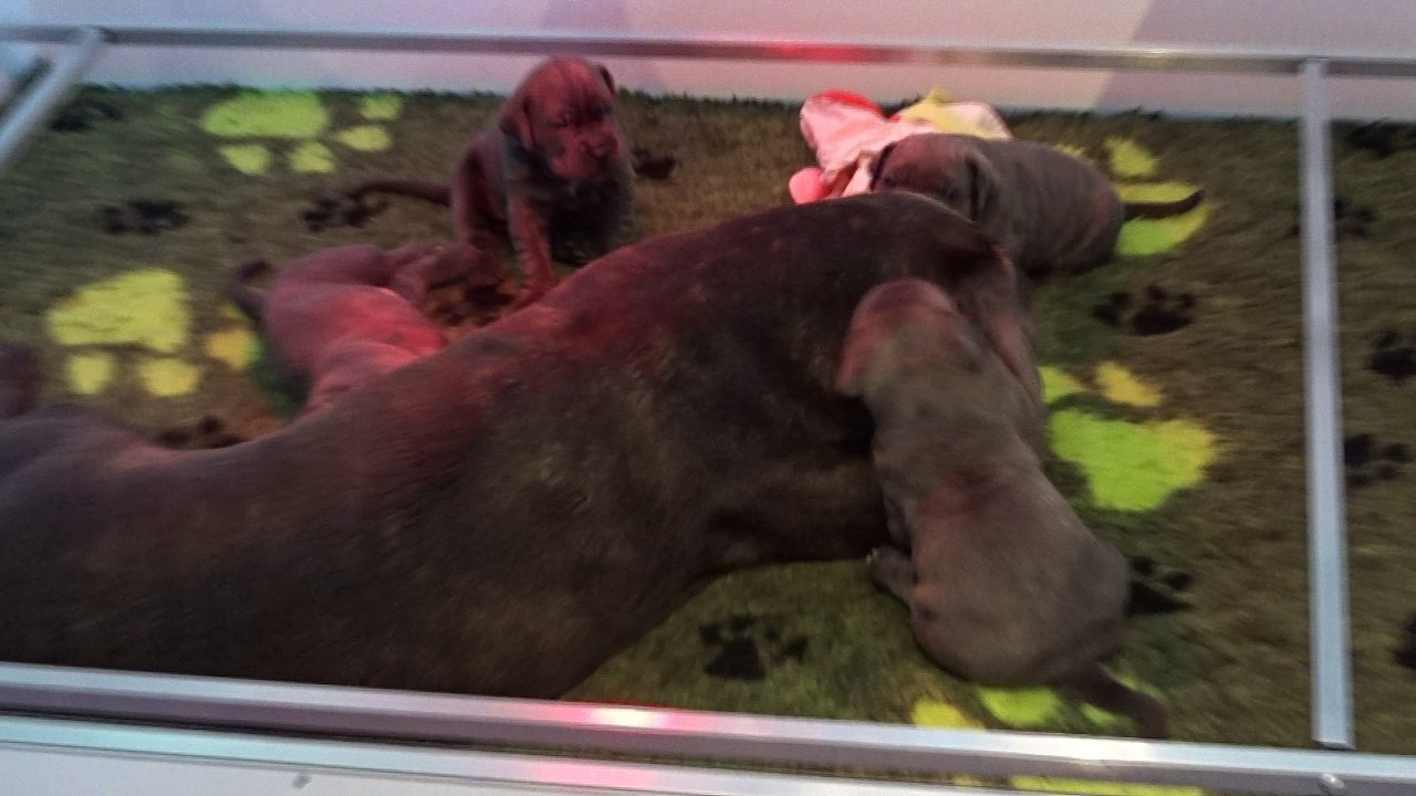 Chiots Cane corso de la vallée Dioise !