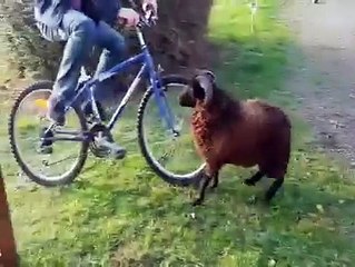 Conoce a la cabra que odia a los ciclistas