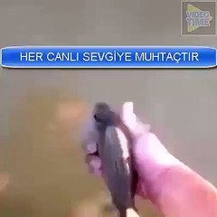 Balıktaki insan sevgisi