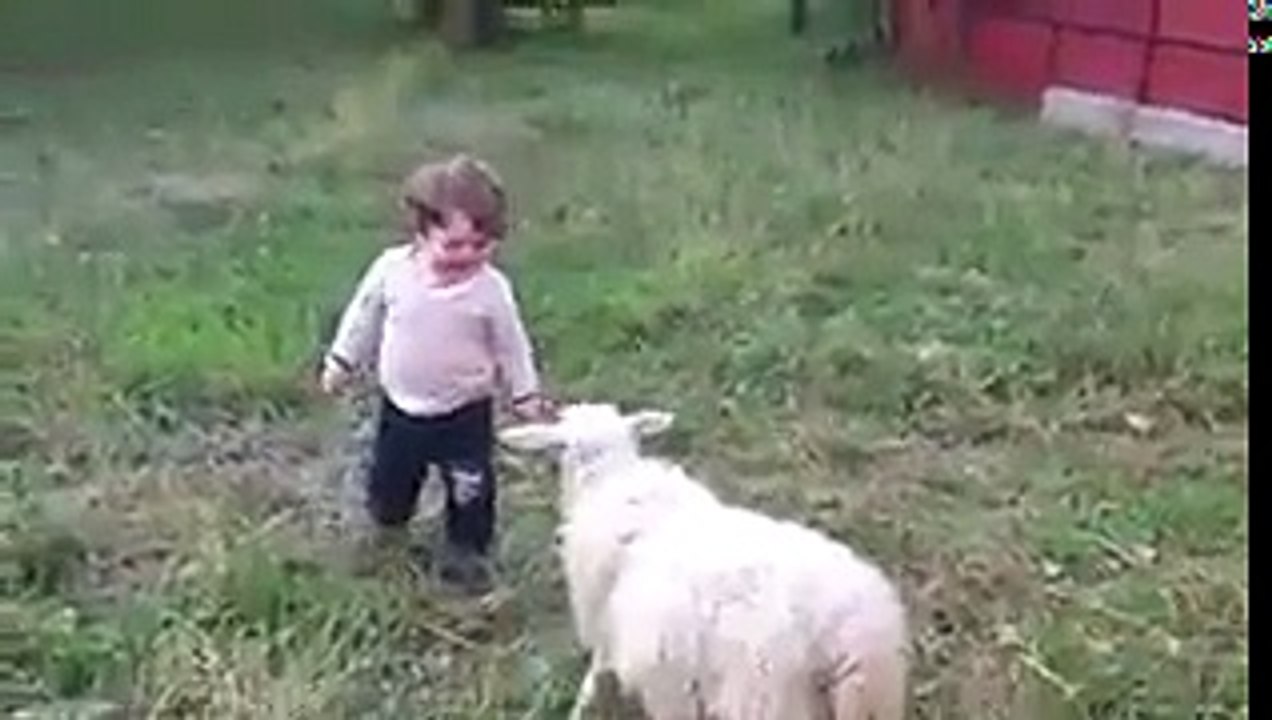 Kuzu ile minik çocuğun arkadaşlığı
