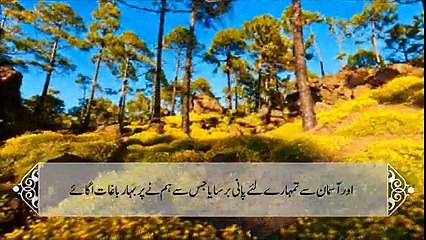 Beautiful Quran Recitaion -Surah Namal 59-64 by Sheikh Yasir