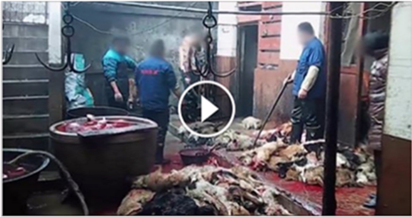 Men Caught Selling Dog Meat In Karachi shameful act of local