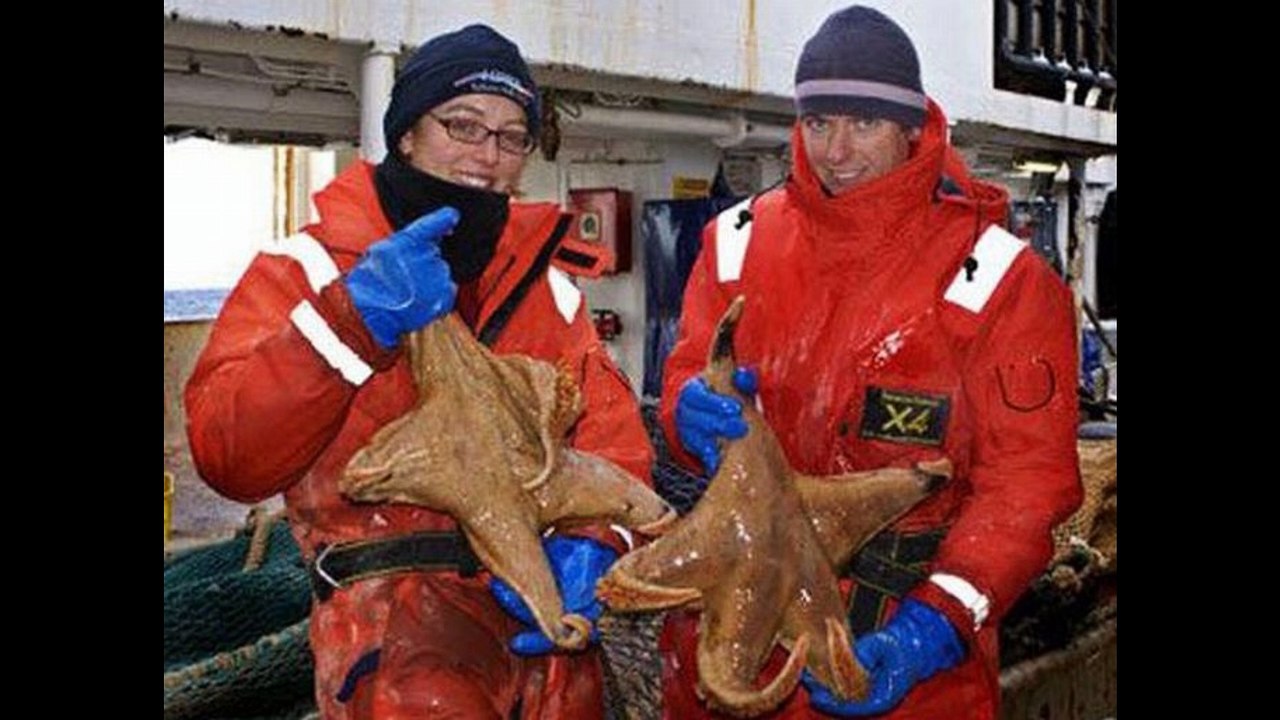 【衝撃】本当に存在する自然の驚異を感じる巨大生物20選