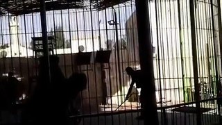 Watch Lion Attack Trainer At Circus and Cause Death of Man