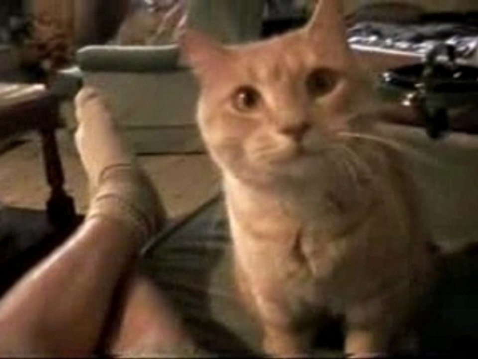 chat roux