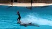 Amazing Dolphin Stunts - Unbelievable - Must Watch
