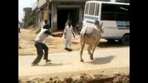 Bull Fighting Accidents On Indian Street || Funny Videos 2016 || YouTube