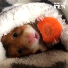 Sometimes you need a hamster, eating a carrot, wrapped in a blanket...  3
