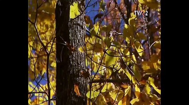 Jenica Bercea Anton - Balada lui Codrea (Popasuri folclorice - TVR 2 - 05.12.2015)