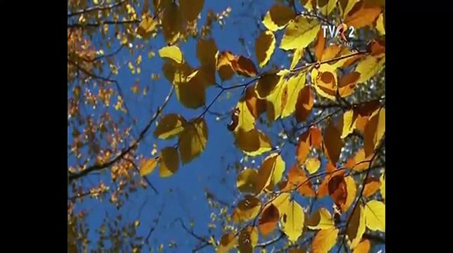 Jenica Bercea Anton - Cine-i om pe asta lume (Popasuri folclorice - TVR 2 - 05.12.2015)