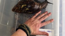 Giant West African Snail