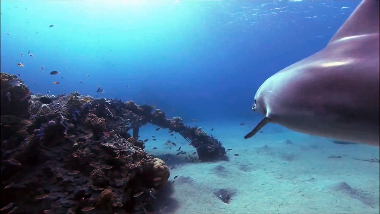 Ambient Music Ocean Dolphins