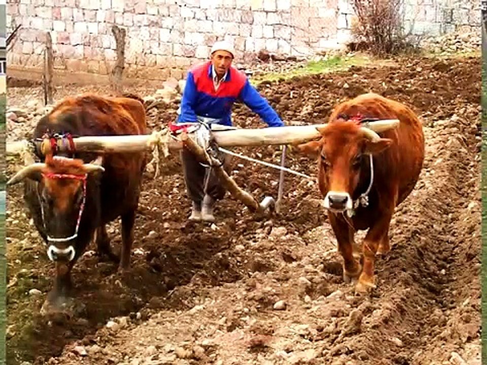 Aşık Yener Yılmazoğlu - Keşke O günler Olsaydı Diyor