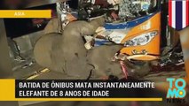 Batida de ônibus mata instantaneamente elefante de 8 anos de idade.