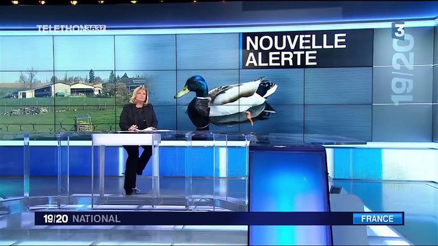 Grippe aviaire : plusieurs élevages touchés dans le sud-ouest