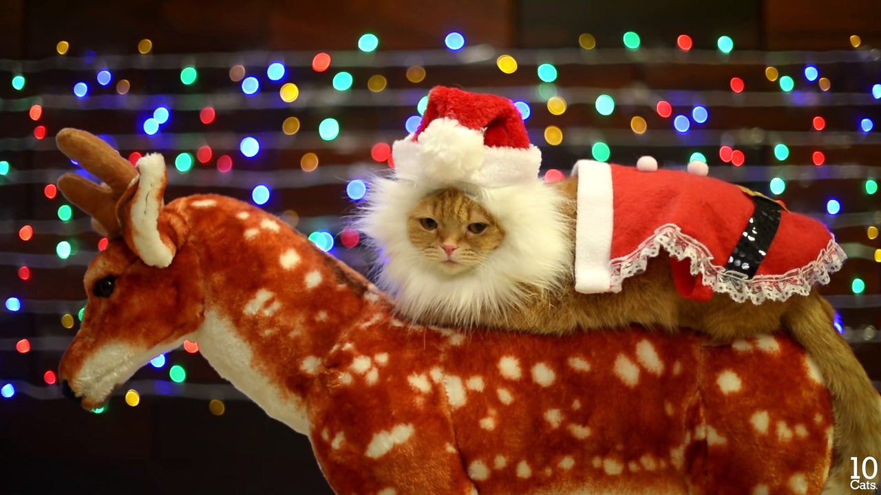 Christmas☆10 Cats.