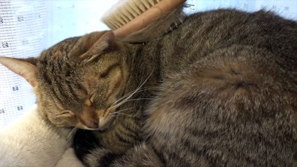 10 Cat Loves Being Brushed