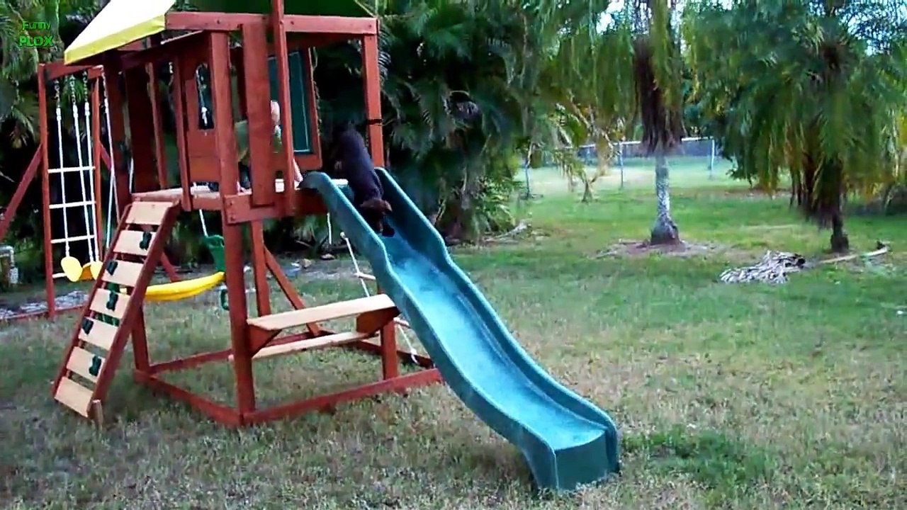 Puppies on Slides