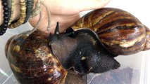 Two Giant West African Snails