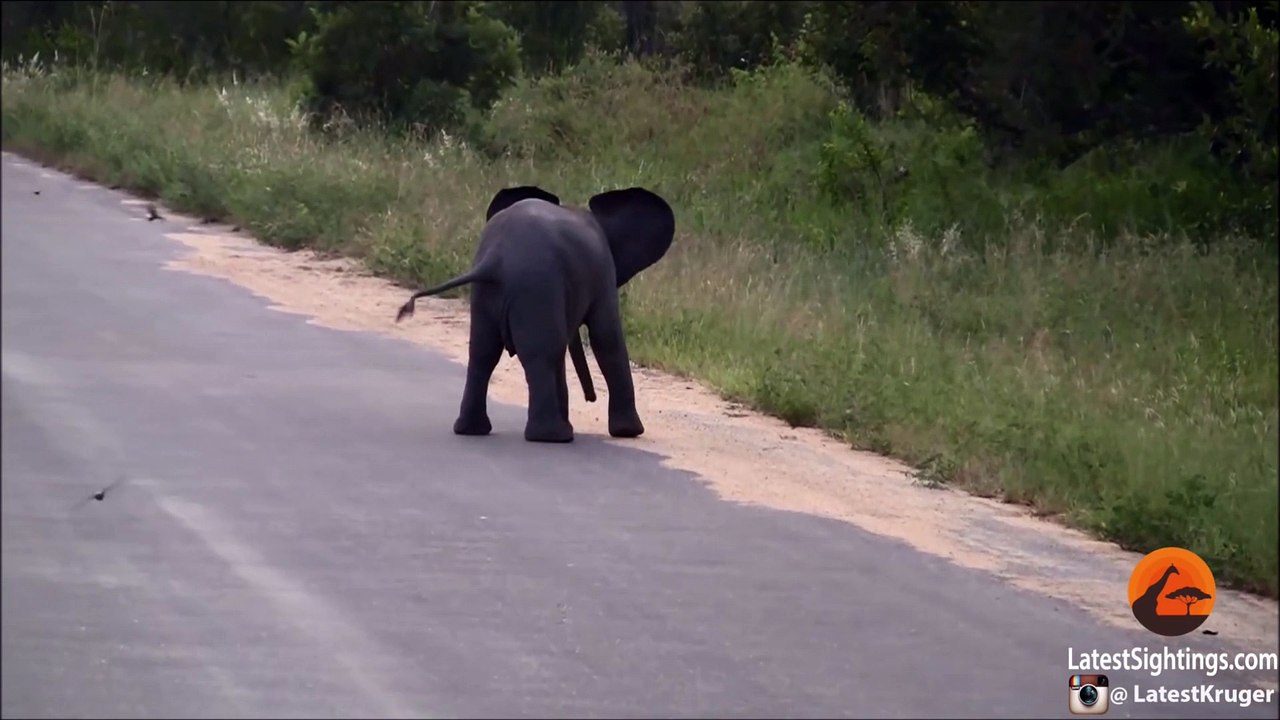 Baby Elephant Calf vs Birds