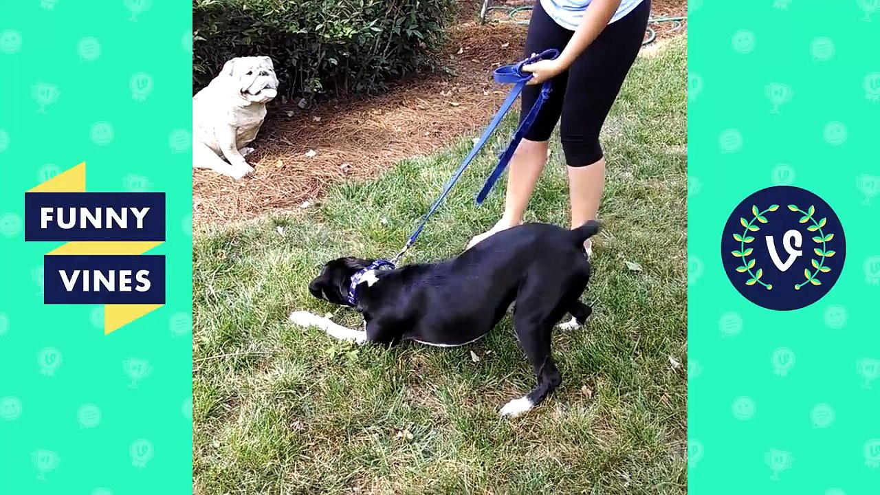 Top Animal Thug Life Compilation Pt 2 | Funny Vines 2016
