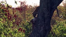 Kruger National Park - Leopard hoists Impala kill into tree, near Letaba Rest Camp,Kruger Park