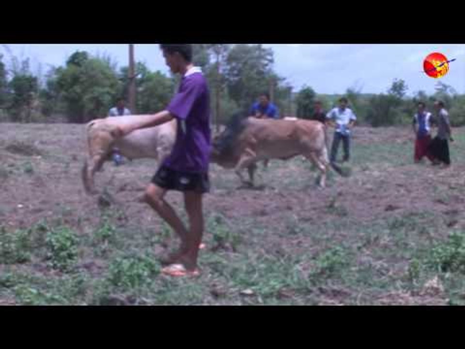 Maesot Cow Market